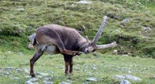Vanoise
