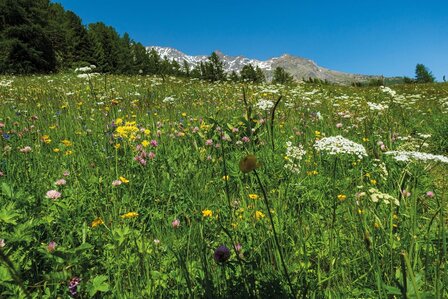 Cicerone - Walking in Zermatt and Saas-Fee