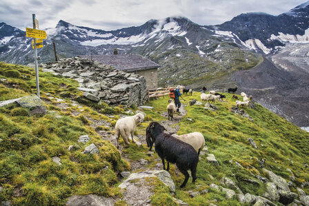 Cicerone - Trekking in Austria&#039;s Hohe Tauern