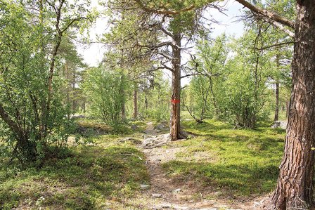 Cicerone - Trekking the Kungsleden